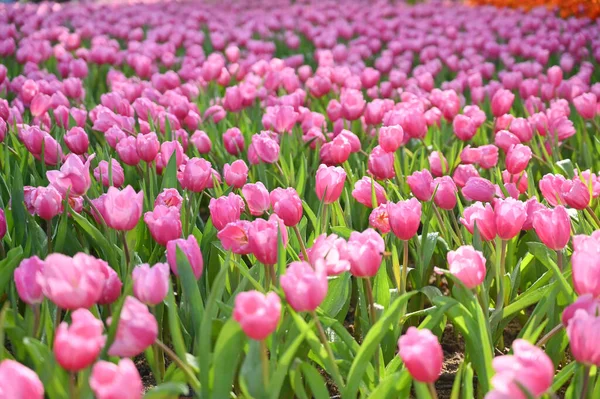 Красивый Розовый Тюльпан Саду Природный Фон — стоковое фото