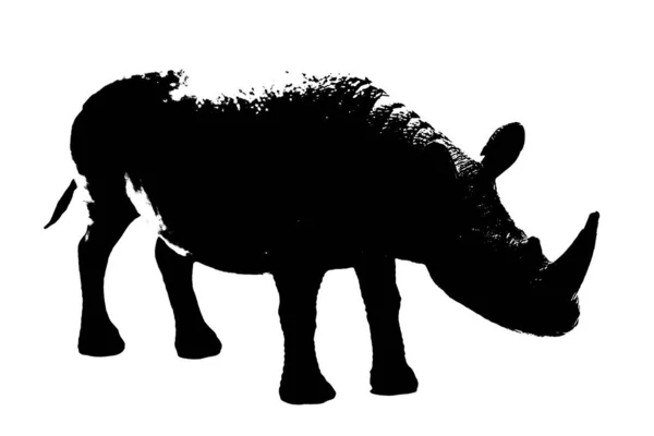 Silueta Nosorožce Model Stojí Izolované Bílém Pozadí — Stock fotografie