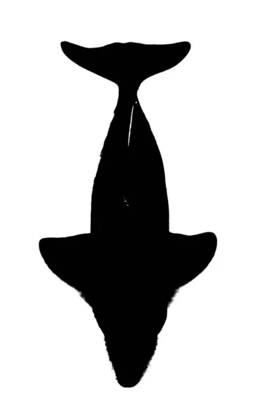 Schwarze Silhouette Von Fischen Mit Flosse Und Schwanz Auf Weißem — Stockfoto