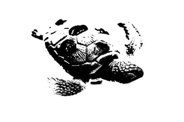 Schwarze Silhouette Der Schildkröte Isoliert Auf Weißem Hintergrund Reptilientier — Stockfoto