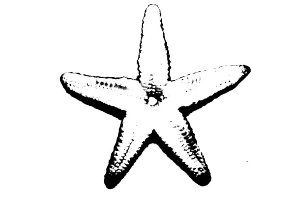 Silhueta Estrelas Mar Isolada Sobre Fundo Branco Animal Invertebrado — Fotografia de Stock