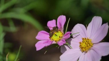Yavaş çekim arı güzel pembe kozmos çiçek bahçesinde uçuyor.