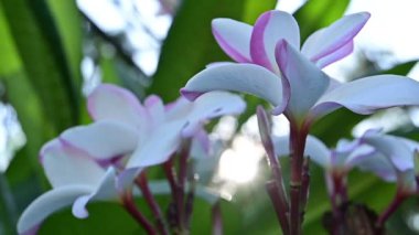 Bahçedeki beyaz su tesisatçısı çiçeğini güneş ışığıyla kapatın, yavaş çekim doğal sahne