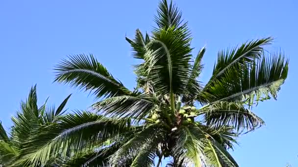 Blad Van Kokosbomen Fladderen Slow Motion Blauwe Lucht Prachtige Natuurlijke — Stockvideo