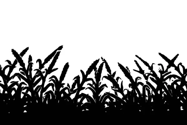 Black Silhouette Grass Isolated White Background — Stock Photo, Image