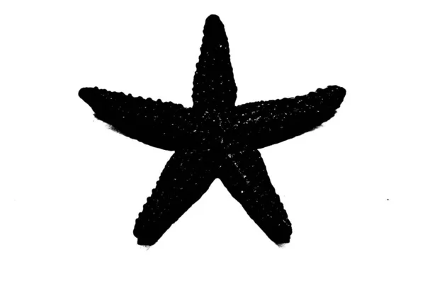 Силуэт Морской Звезды Изолированы Белом Фоне Беспозвоночных Животных — стоковое фото