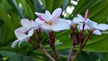 Bahçedeki beyaz su tesisatçısı çiçeğini güneş ışığı ve doğal manzara ile kapatın.