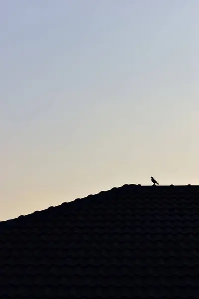 stock image bird on roof house on sunrise sky and cloud in the morning, sunset natural background