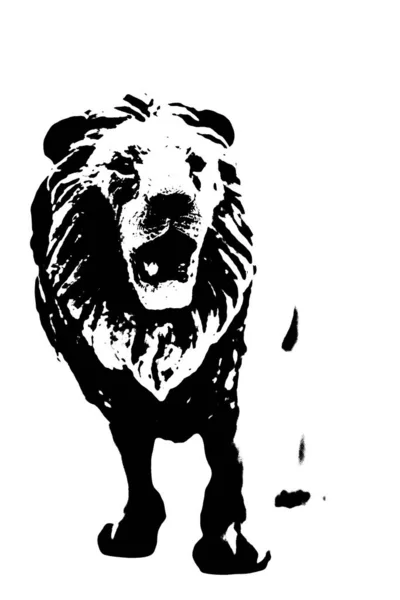 Силуэт Самца Льва Стоящего Белом Фоне — стоковое фото