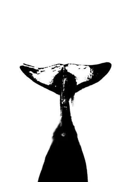 Silhouette Noire Queue Poisson Isolée Sur Fond Blanc — Photo