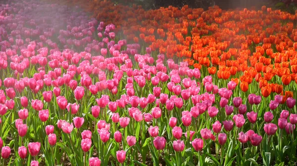 Beautiful Pink Tulip Garden Natural Background — Photo
