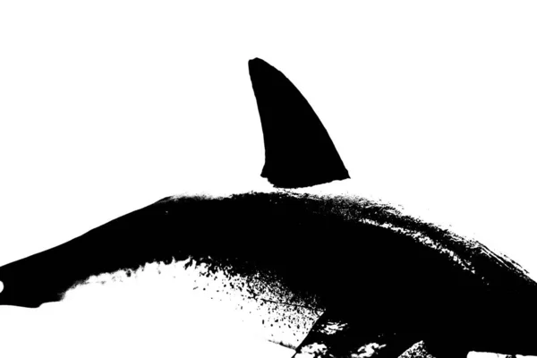 Черный Силуэт Рыбы Плавником Изолирован Белом Фоне — стоковое фото