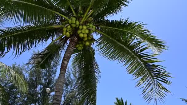 Blatt Der Kokospalmen Flattern Zeitlupe Blauen Himmel Schöner Natürlicher Hintergrund — Stockvideo