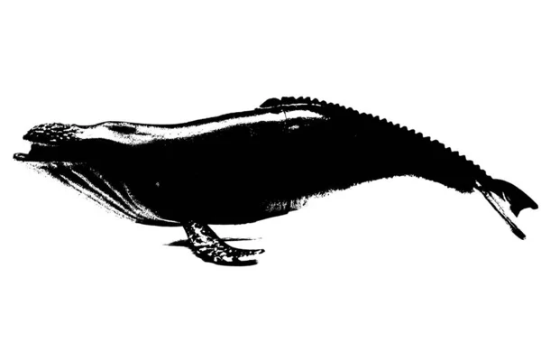 Schwarze Silhouette Eines Buckelwals Isoliert Auf Weißem Hintergrund Größtes Säugetier — Stockfoto