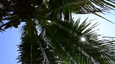 Hindistan cevizi ağaçlarının yaprakları mavi gökyüzünde yavaşça çırpınır, güzel doğal arka plan