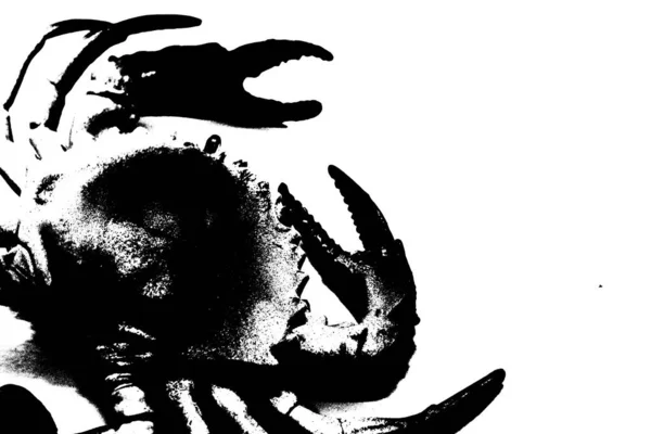 Silhuett Krabba Isolerad Vit Bakgrund Ryggradslösa Djur — Stockfoto