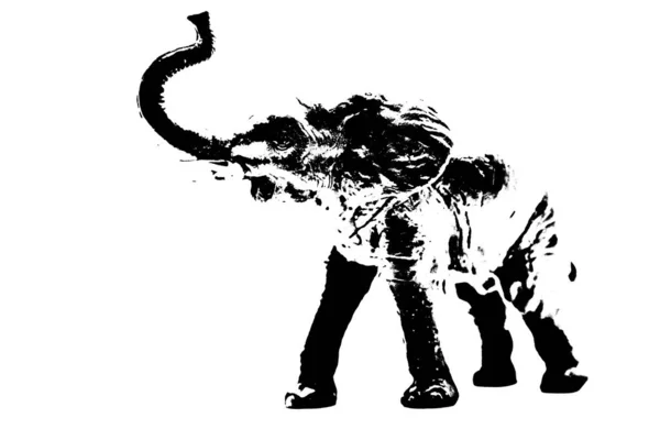 Silhuett Elefant Modell Stå Isolerad Vit Bakgrund — Stockfoto