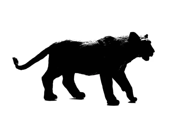 Silhouette Der Löwin Modell Stehen Auf Weißem Hintergrund — Stockfoto