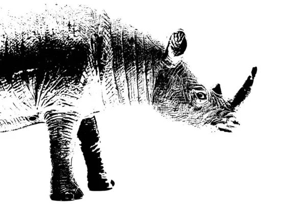 犀牛模型的轮廓独立于白色背景 — 图库照片