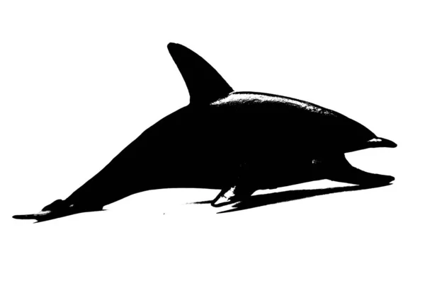 Zwart Silhouet Van Dolfijn Geïsoleerd Witte Achtergrond Zeewezen — Stockfoto