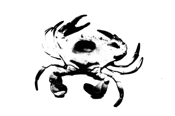 Sylwetka Kraba Wyizolowanego Białym Tle Zwierzę Bezkręgowe — Zdjęcie stockowe