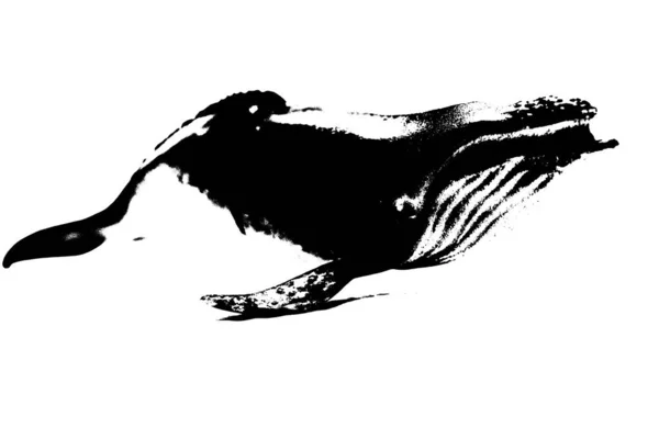 Czarna Sylwetka Humbaka Odizolowanego Białym Tle Największego Ssaka Morskiego Stworzenia — Zdjęcie stockowe