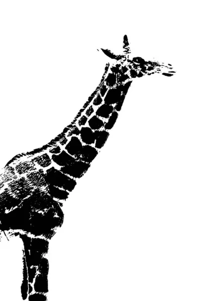 Silhouette Del Modello Giraffa Stand Isolato Sfondo Bianco — Foto Stock