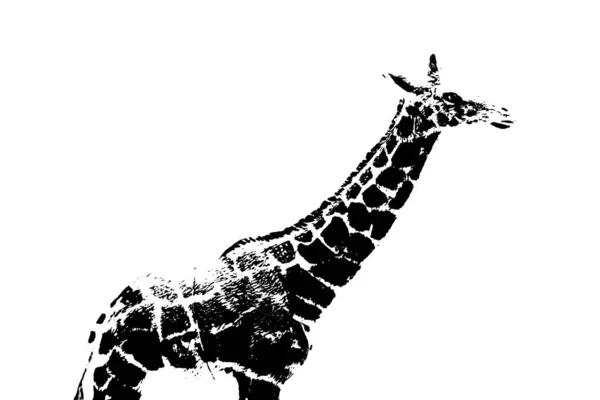 Silhouette Der Giraffe Modell Stehen Isoliert Auf Weißem Hintergrund — Stockfoto