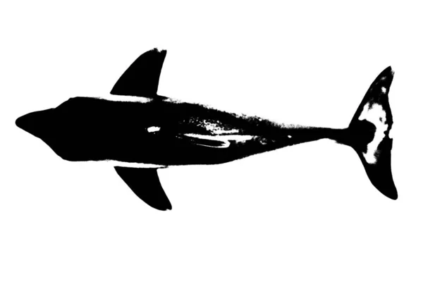 Czarna Sylwetka Ryb Płetwą Ogonem Odizolowanych Białym Tle — Zdjęcie stockowe