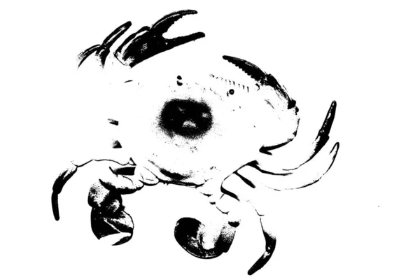 Silhuett Krabba Isolerad Vit Bakgrund Ryggradslösa Djur — Stockfoto