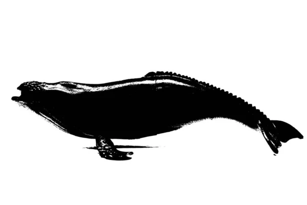 Czarna Sylwetka Humbaka Odizolowanego Białym Tle Największego Ssaka Morskiego Stworzenia — Zdjęcie stockowe