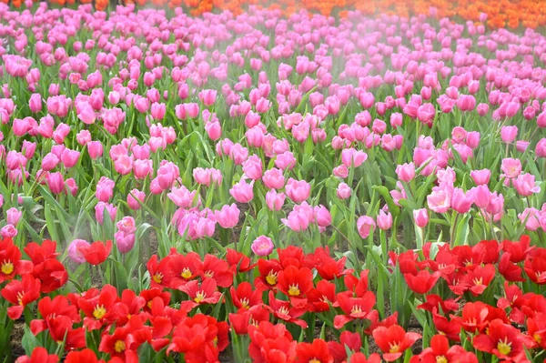 Beautiful Red Pink Tulip Garden Natural Background — стоковое фото