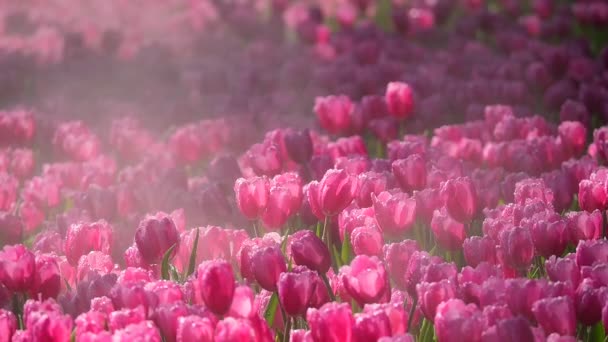 Ροζ Τουλίπα Λουλούδι Ανθίζει Στον Κήπο Όμορφο Τοπίο Αργή Κίνηση — Αρχείο Βίντεο