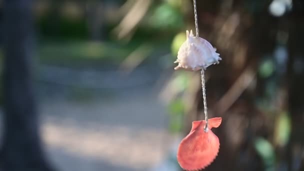 美丽的海贝壳 带着风的移动装饰 慢动作的自然景观背景 — 图库视频影像