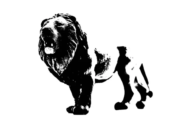 白い背景に立つ雄ライオンのシルエット — ストック写真