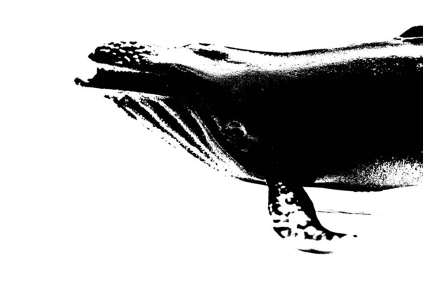 Μαύρη Σιλουέτα Φάλαινας Που Απομονώνεται Λευκό Φόντο Μεγαλύτερο Πλάσμα Της — Φωτογραφία Αρχείου