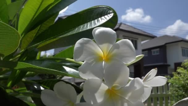 Красивые Цветы Франджипани Домашним Фоном Солнечный День Природные Пейзажи Весной — стоковое видео