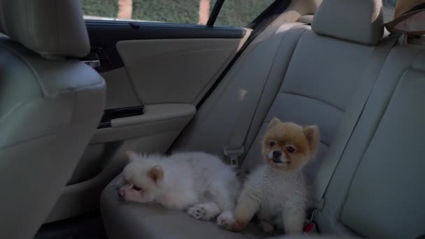 Słodkie Senne Psy Siedzi Samochodzie Brązowy Biały Pomeranian Leżące Siedzeniu — Wideo stockowe
