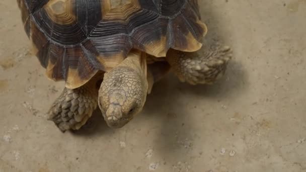 Deserto Tartaruga Andando Chão Cimento Cena Câmera Lenta — Vídeo de Stock
