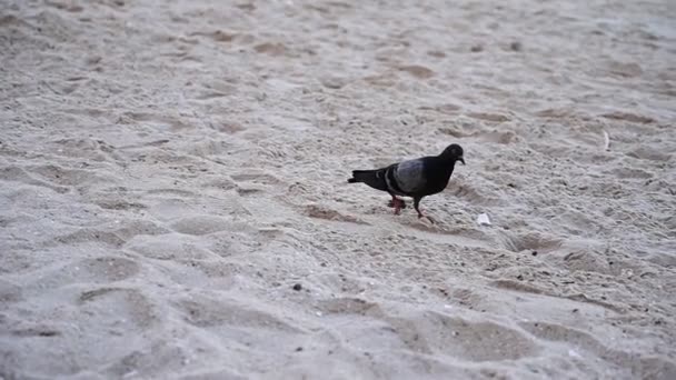 Einzelne Schwarze Taube Fuß Auf Sandstrand Zeitlupe Szene Natürlichen Hintergrund — Stockvideo
