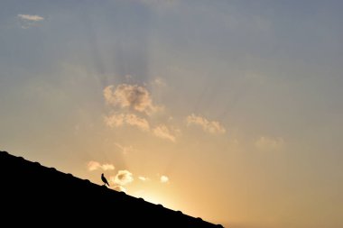 Çatıdaki kuş, gün doğumunda gökyüzü ve sabah bulutları, günbatımında doğal arka plan.