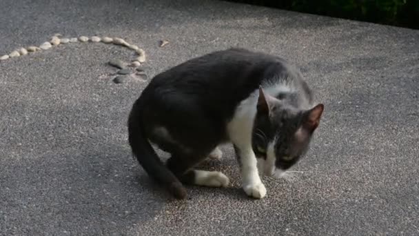 Küçük Kedi Kendini Yerde Tımar Ediyor Kedi Etrafı Temizliyor — Stok video