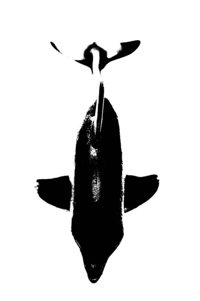 鱼的黑色轮廓 有鳍和尾巴 白色背景隔离 — 图库照片