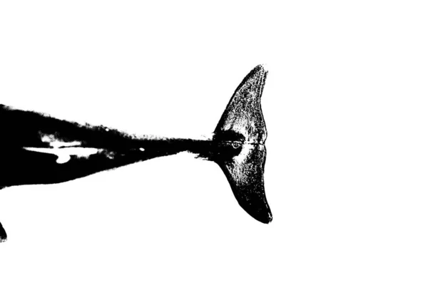 Чорний Силует Рибного Хвоста Ізольований Білому Тлі — стокове фото