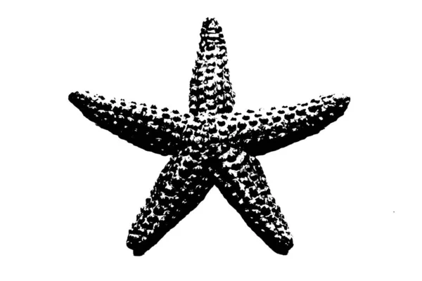 Силуэт Морской Звезды Изолированы Белом Фоне Беспозвоночных Животных — стоковое фото