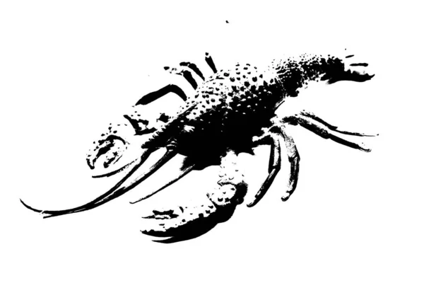Silhouette Lobster Shrimp Isolated White Background Invertebrate Animal — Stock Photo, Image