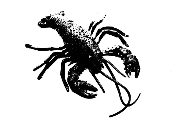 Silhouette Lobster Shrimp Isolated White Background Invertebrate Animal — Stock Photo, Image