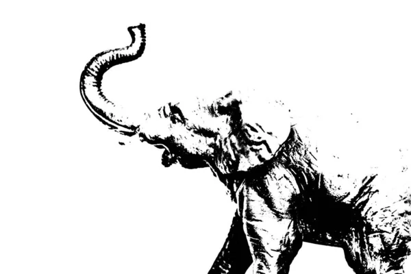 Silhouette Des Elefanten Modell Stehen Isoliert Auf Weißem Hintergrund — Stockfoto