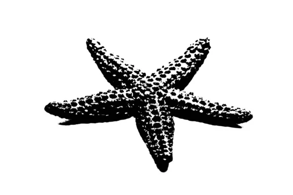 Silhouette Starfish Isolated White Background Invertebrate Animal — Stock Photo, Image