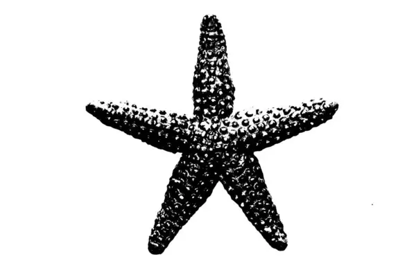 Silueta Hvězdice Izolované Bílém Pozadí Bezobratlé Zvíře — Stock fotografie